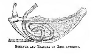 Sarus trachea