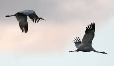 Sarus Cranes against a pastel Tableland sky Sarus Cranes, Atherton Tableland: Ian Montgomery