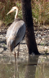 Juvenile Sarus