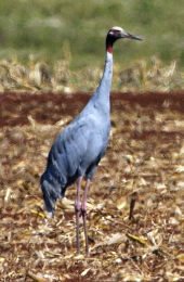 Sarus Crane, Atherton Tablelands Sarus Crane