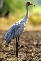 Brolga Brolga