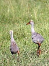 Brolga chicks