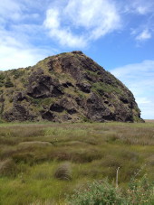 New Zealand Swamp NZ swamp