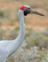 Brolgas arid shrublands Brolgas