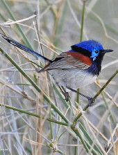 Variegated Fairy-wren Variegatecd Fairy-wren
