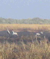 Brolgas feeding