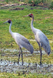 Brolga pair Brolga pair