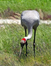 Brolga feeding in wetland, NQ