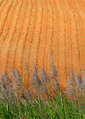 Canefield and new corn, Atherton Sugar cane