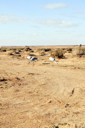 Desert Brolgas, South Australia Brolgas in desert