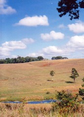 Tableland cattle grazing property and dam Tableland paddocks and dam