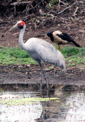 Immature Brolga Brolga in Kakadu