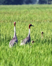 Sarus family in rice