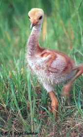 Sarus chick Sarus Chick