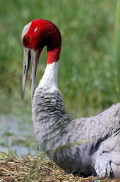 Sarus Crane India