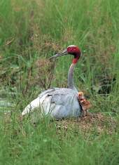 Sarus Crane and chick, India