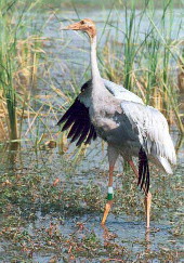 Sarus Crane India