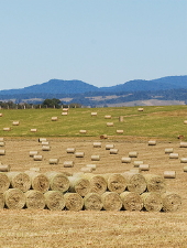 Haymaking