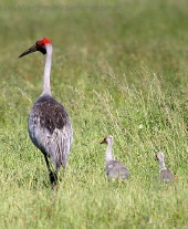 Brolga with chicks, NQ