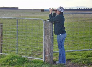 Viewing Brolgas with telescope