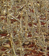 Corn stubble