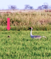 Brolga family in rice