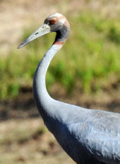 Juvenile Sarus
