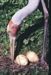 Brolga turning eggs