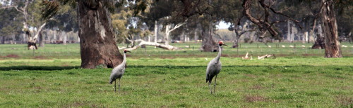 Brolga pair near Penola