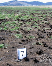Plot 7
