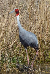 Sarus Crane at Keoladeo National Park Sarus