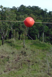 Brightly-coloured plastic balls threaded on powerlines protect flying cranes red powerline marker