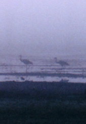 Cranes wake in the early morning mist in a north Queensland wetland Cranes in dawn mist