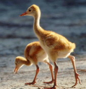 Sandhill Crane chicks Sandhill crane chicks