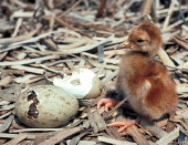 Sandhill chick and eggshell Sandhill Crane chick