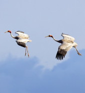 Sarus Cranes in flight, Atherton Tableland Sarus Cranes in flight