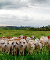 Cattle