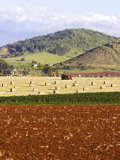 Hay and maize