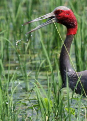 Indian Sarus Crane eating underwater tubers Indian Sarus feeding