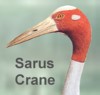 Sarus Crane
