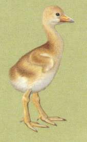 Sarus chick Sarus Chick