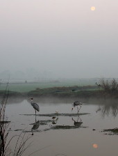 Sarus Cranes in moonlight
