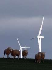 Sheep and wind turbines, SW Victoria