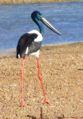 Black-necked Stork, Gregory-Nicholson River