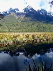 NZ Swamp, Te Anau NZ Swamp, Te Anau