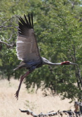 Sarus landing in Gulf Sarus landing
