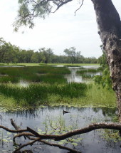 Wetland in Gulf Gulf wetland