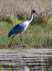 Brolga, Winter Swamp