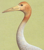 Young Sarus Crane Young Sarus Crane